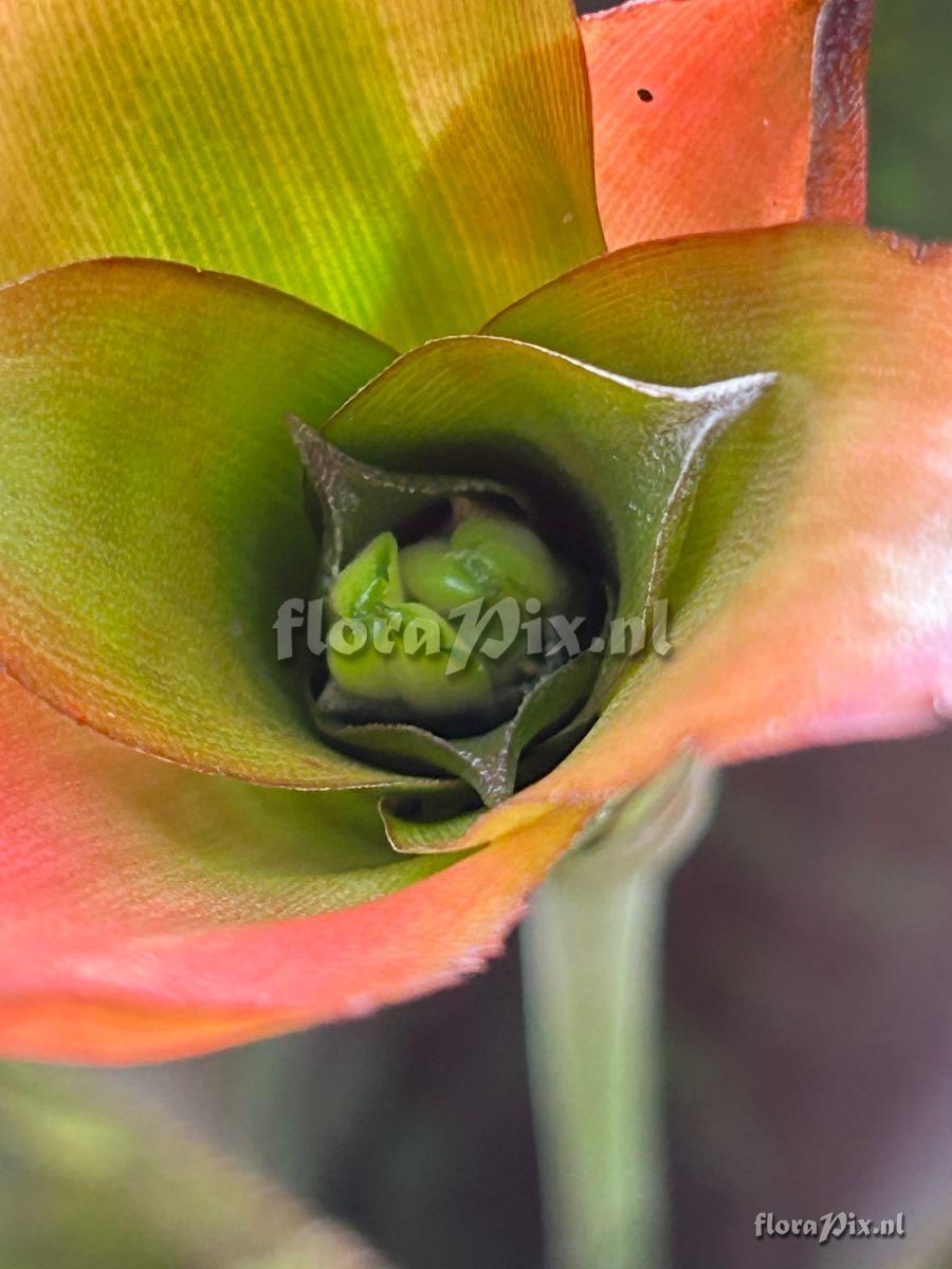 Canistrum seidelianum