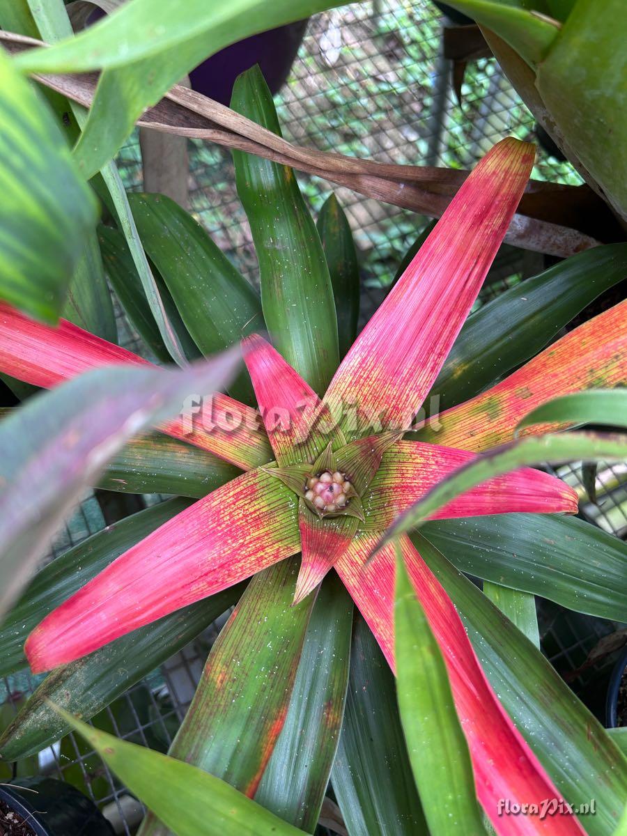 Guzmania sanguinea