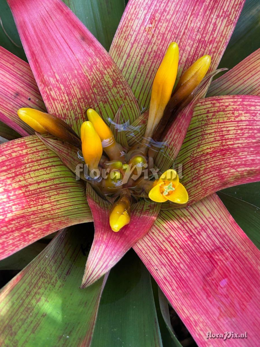 Guzmania sanguinea