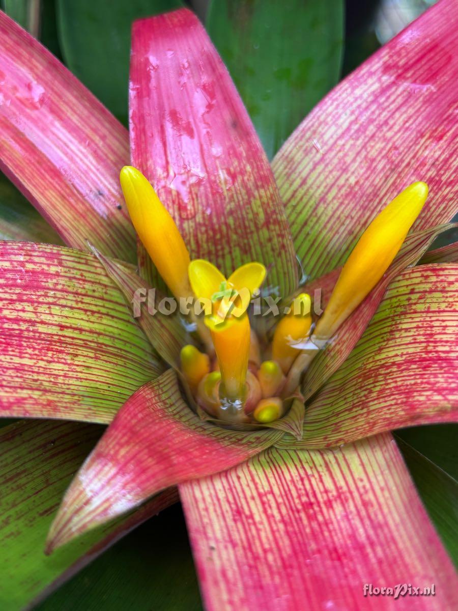 Guzmania sanguinea