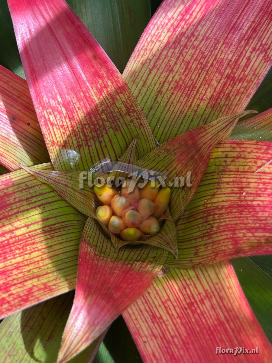 Guzmania sanguinea