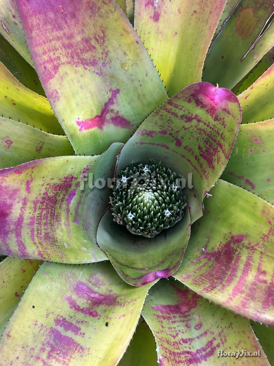 Neoregelia johannis