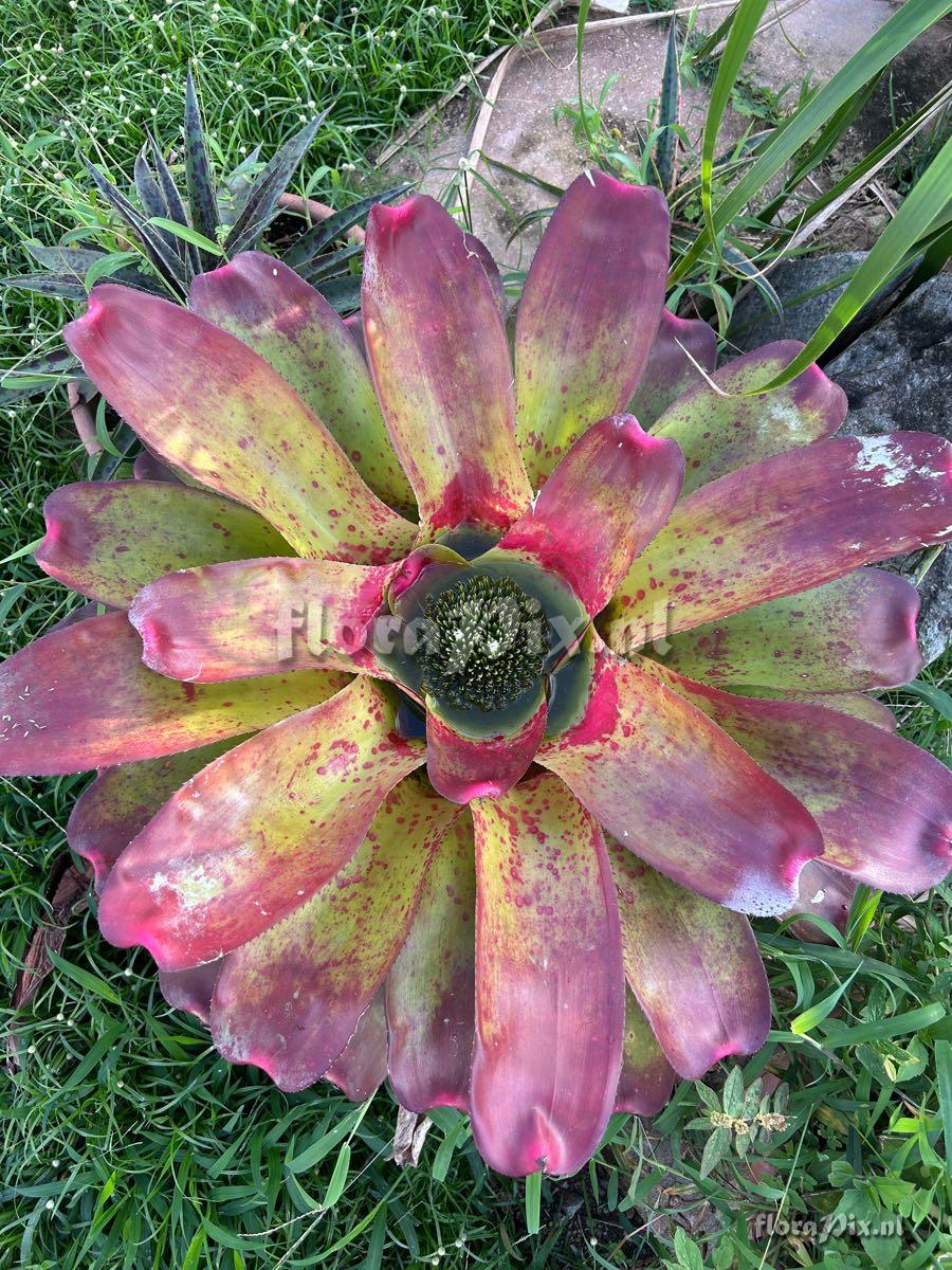 Neoregelia johannis
