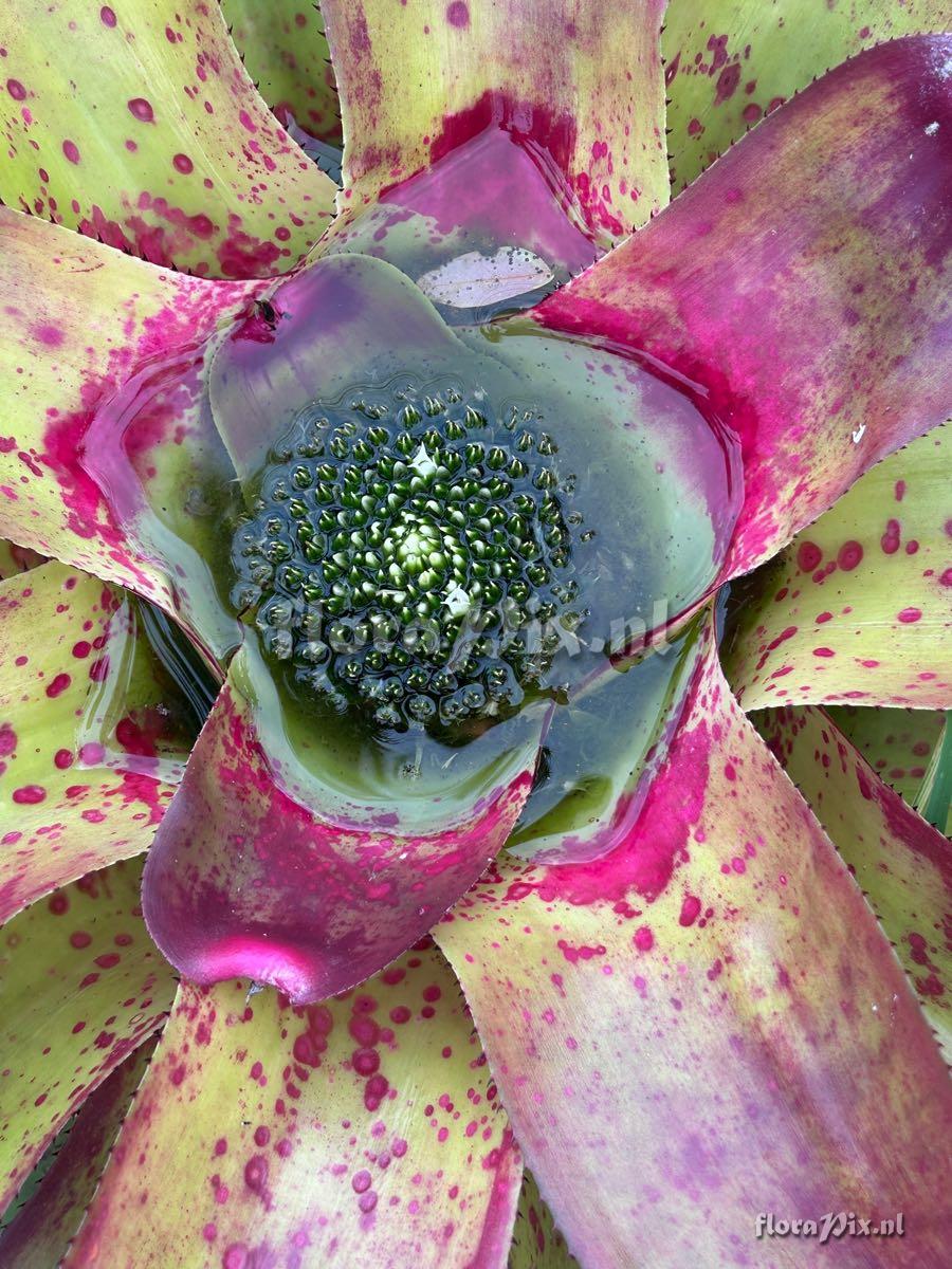 Neoregelia johannis