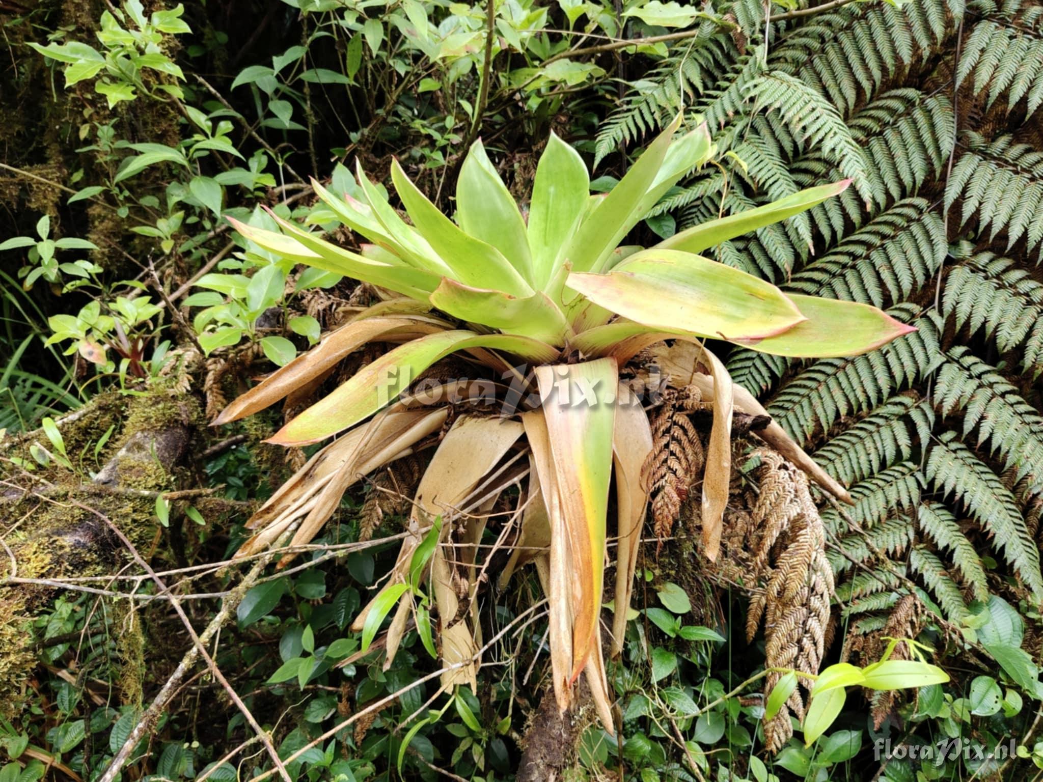 Werauhia camptoclada