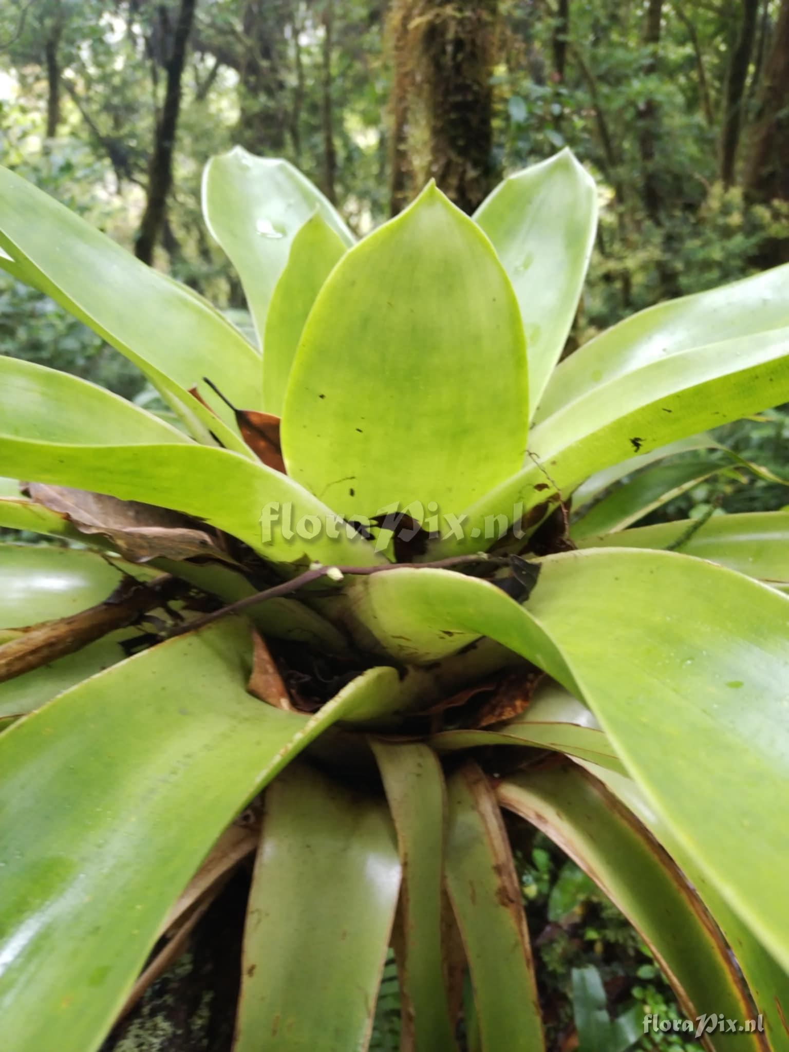 Werauhia camptoclada