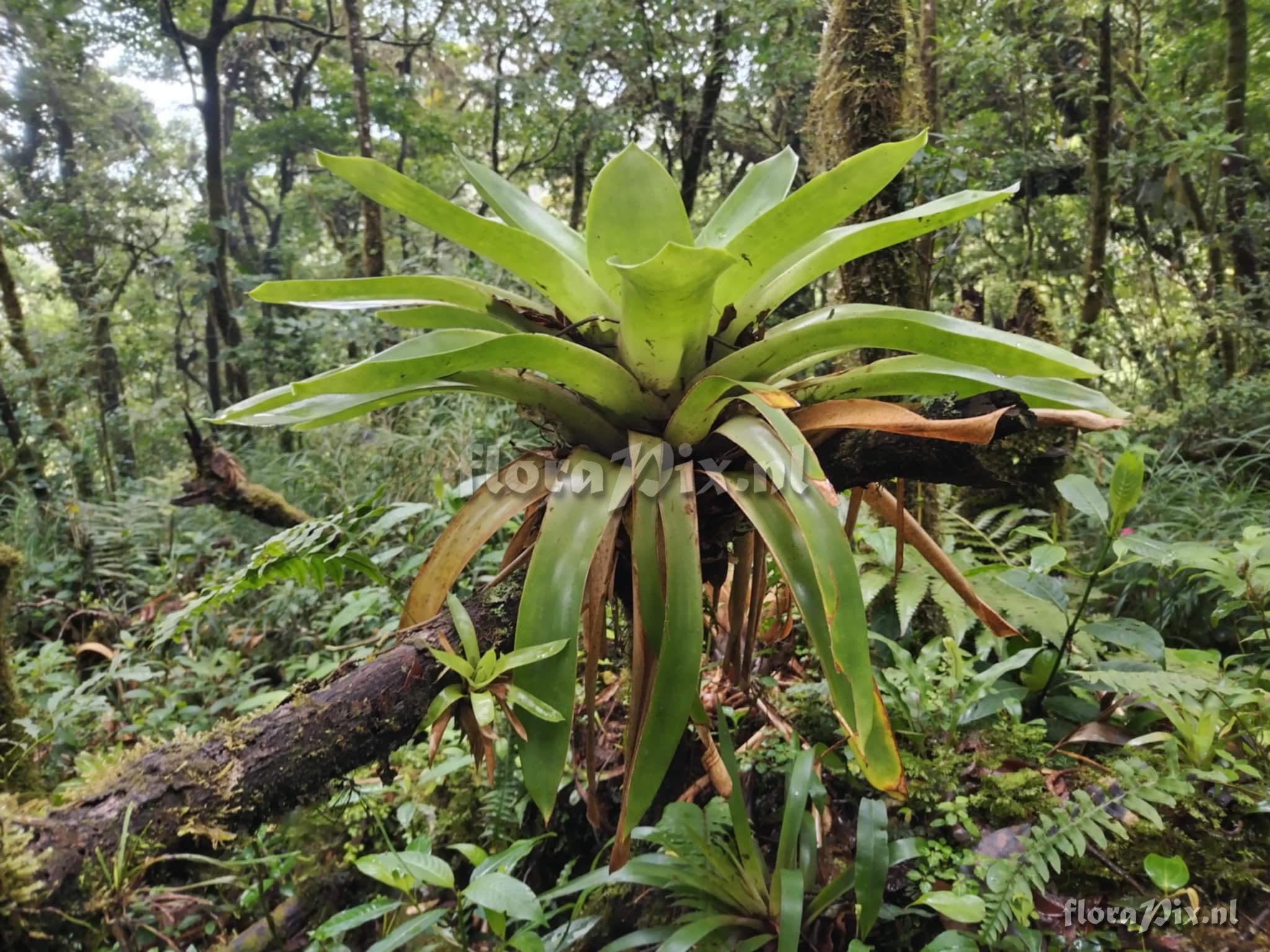 Werauhia camptoclada