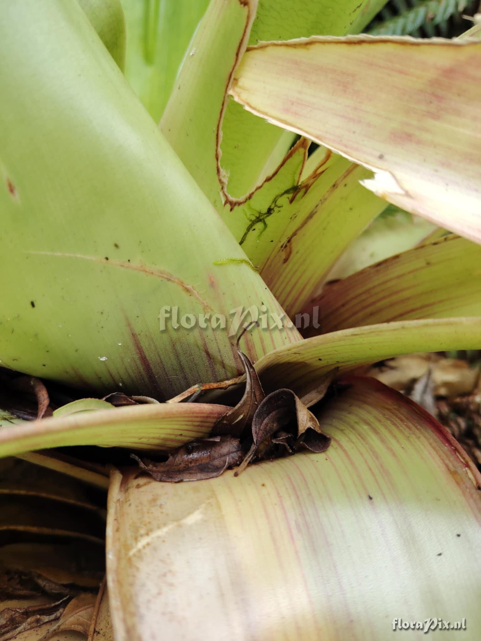 Werauhia camptoclada