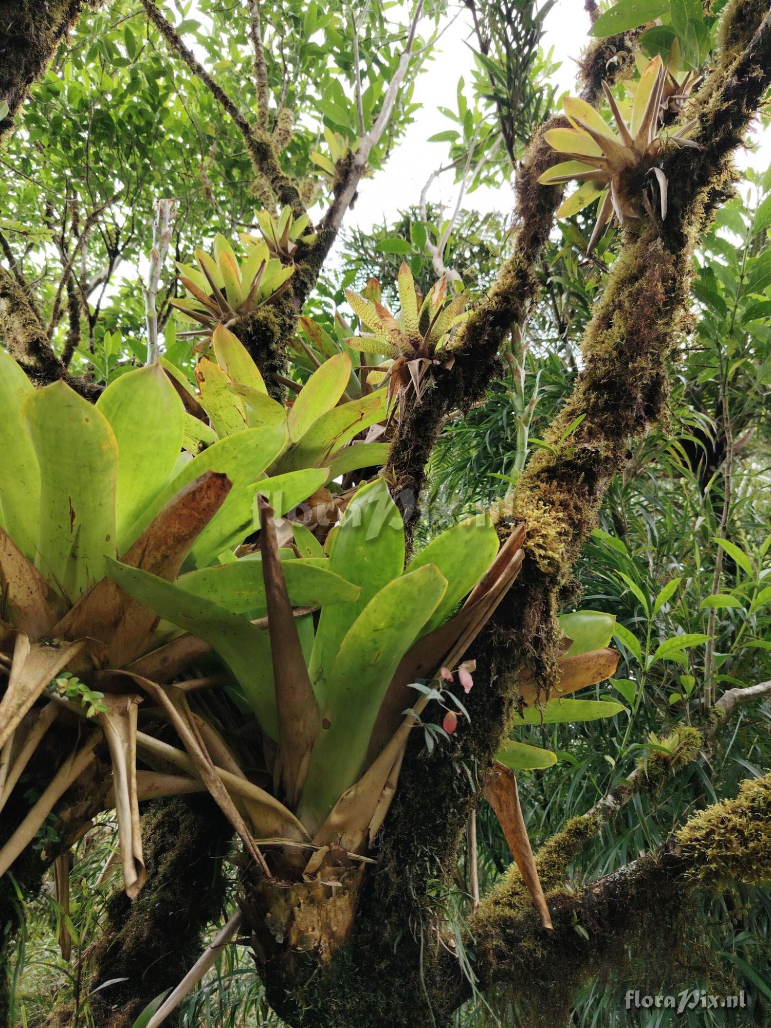 Werauhia camptoclada