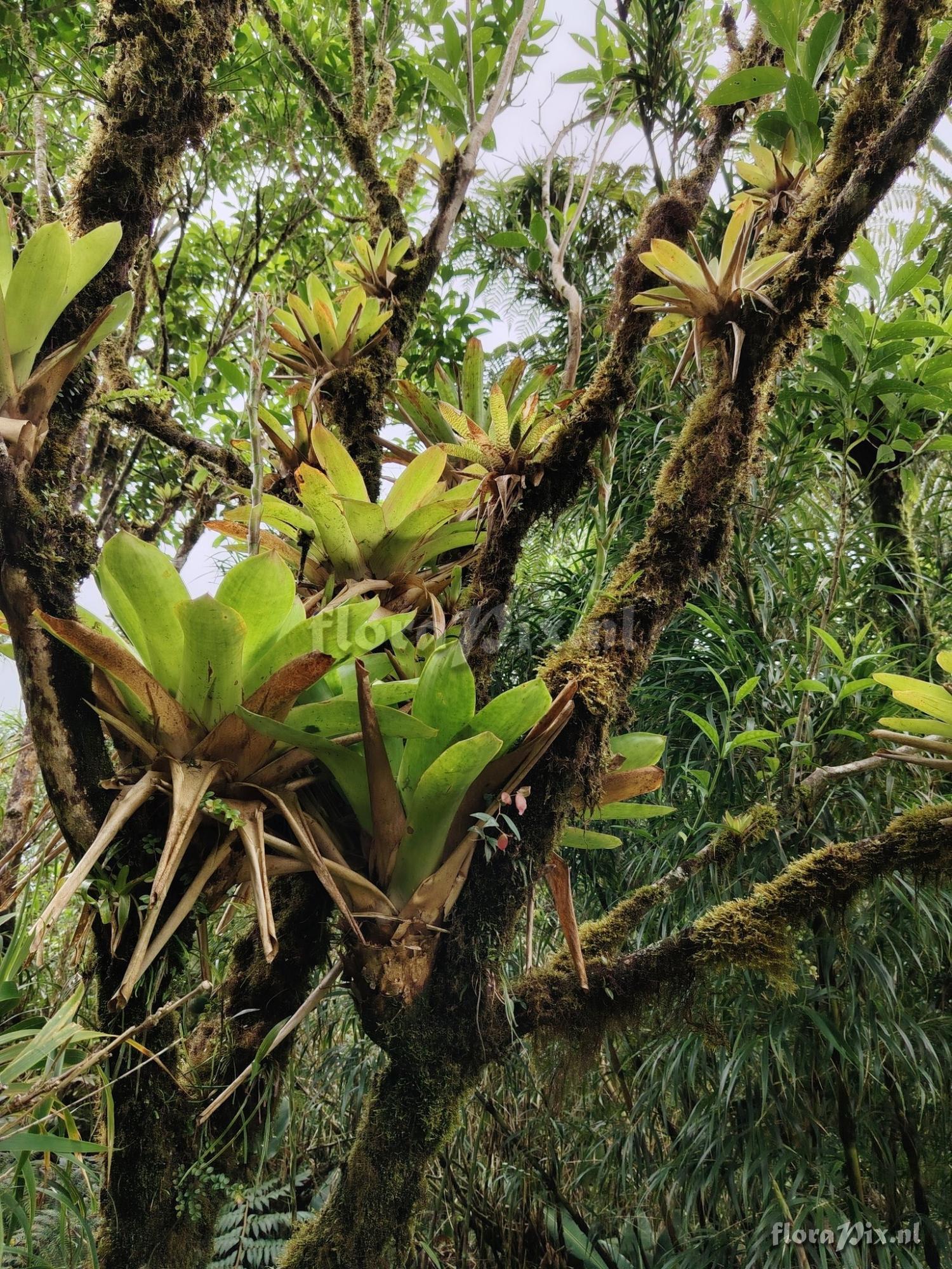 Werauhia camptoclada