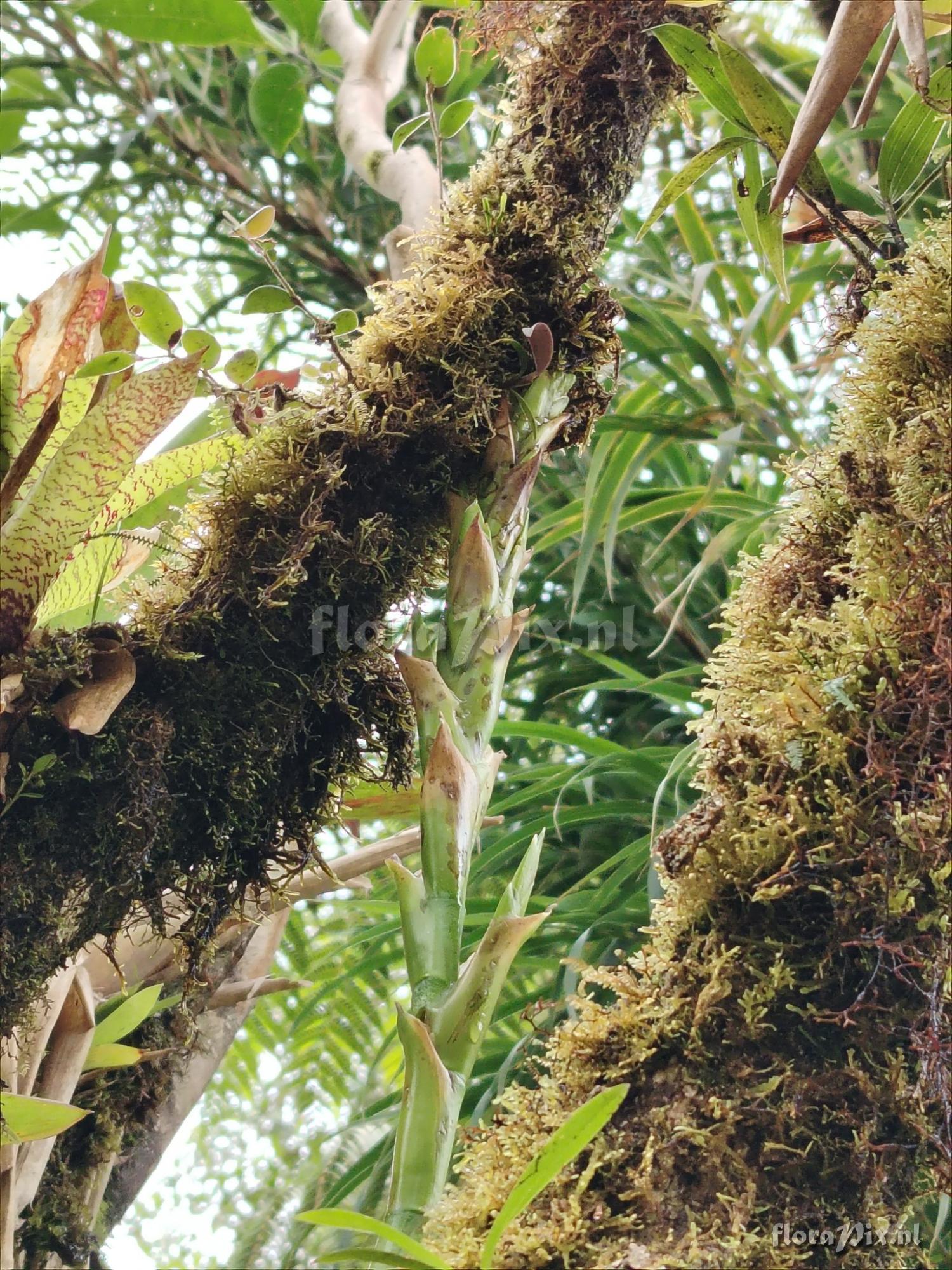 Werauhia camptoclada