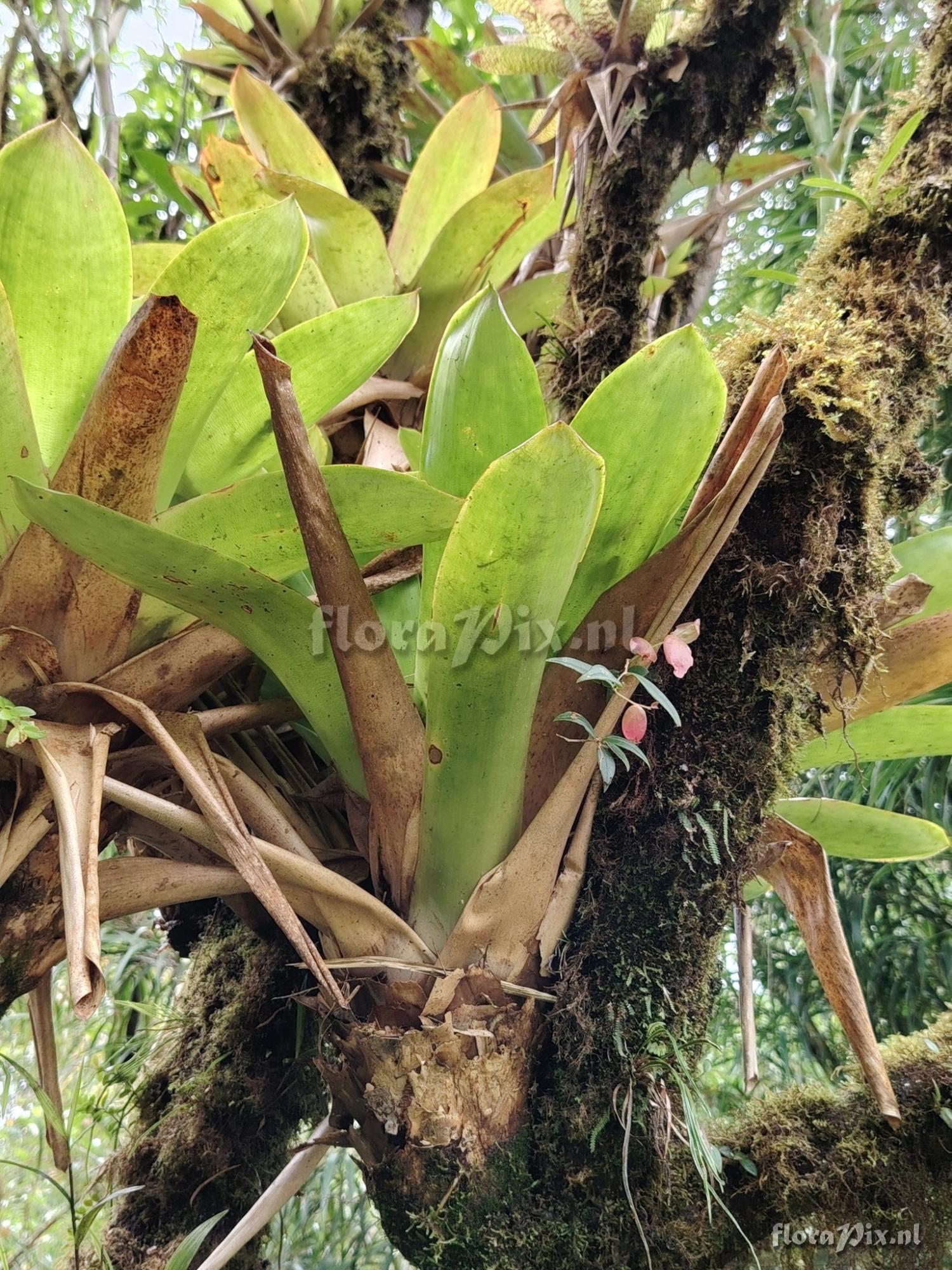 Werauhia camptoclada