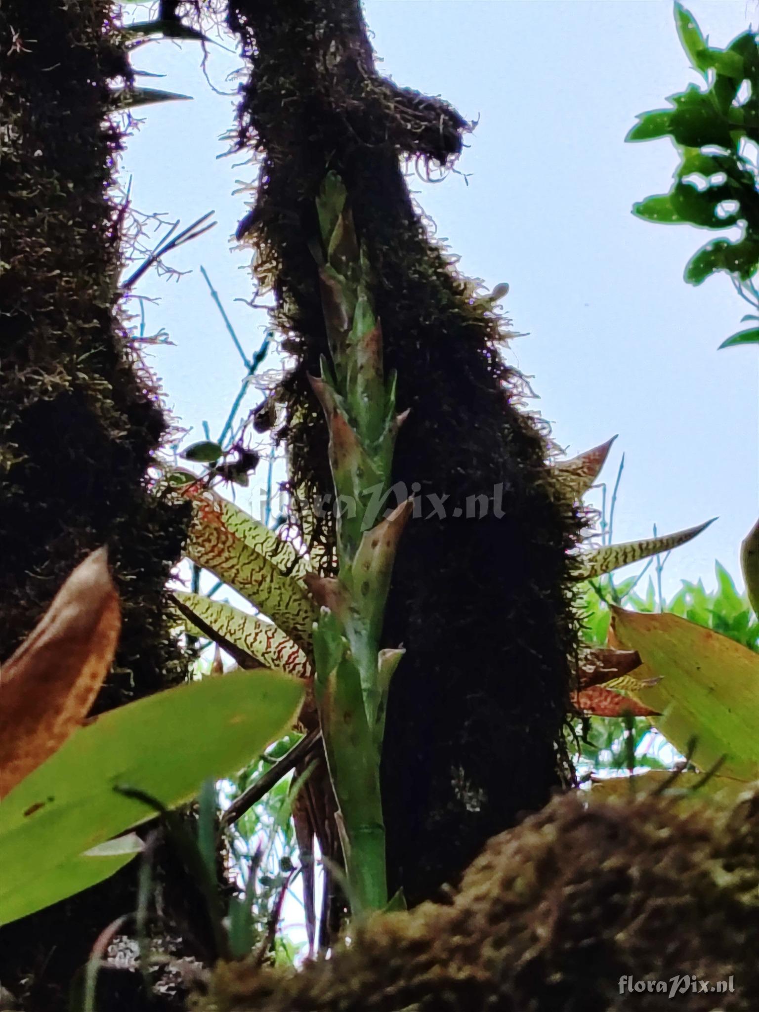 Werauhia camptoclada