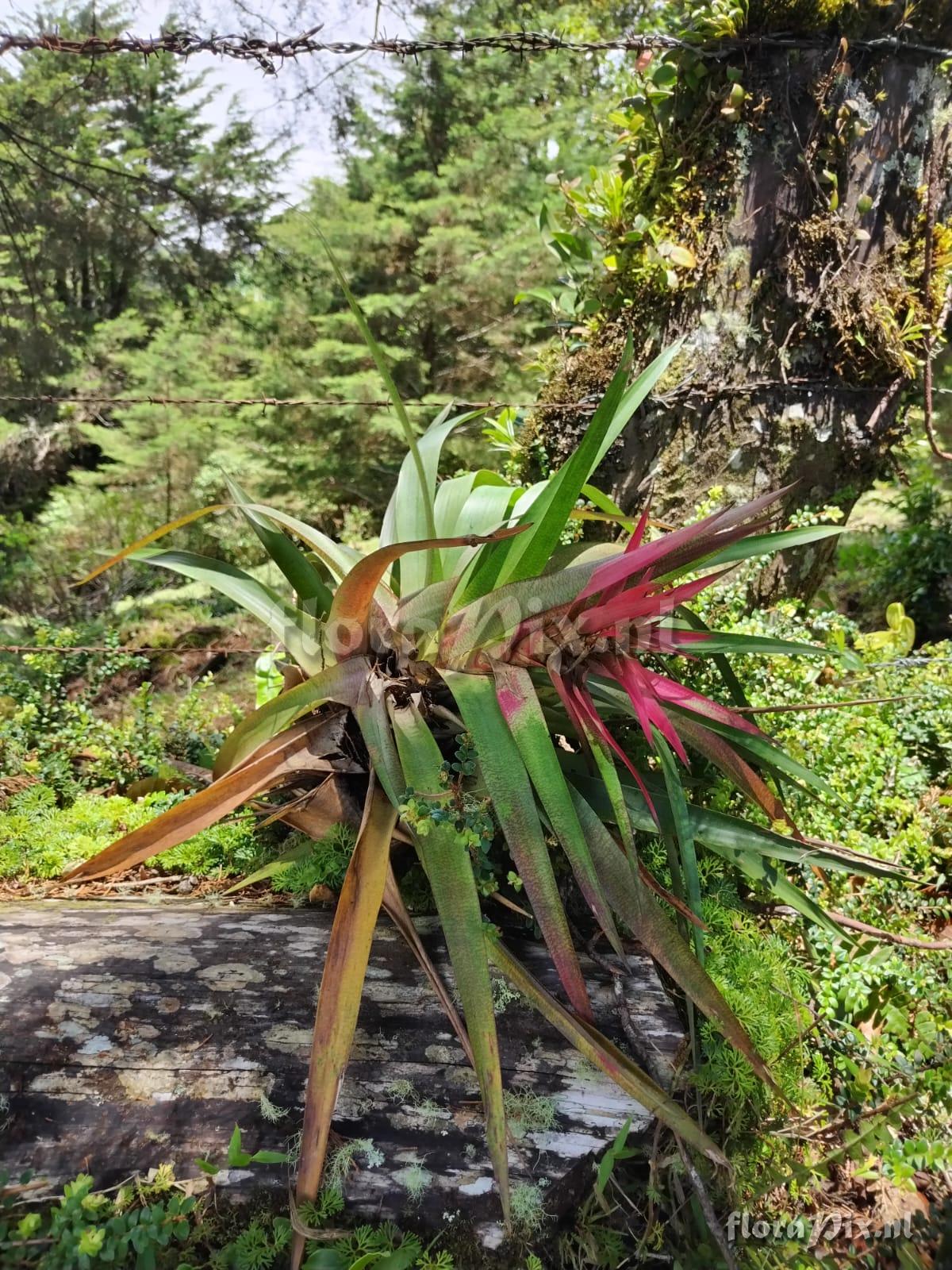 Werauhia leucophylla