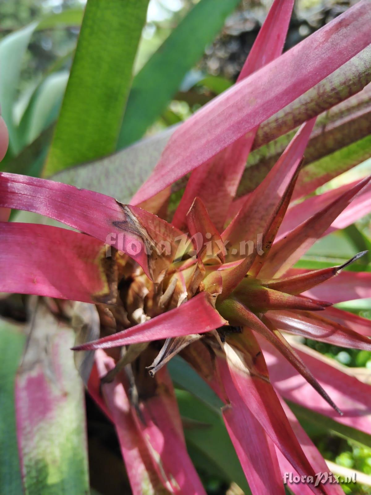 Werauhia leucophylla