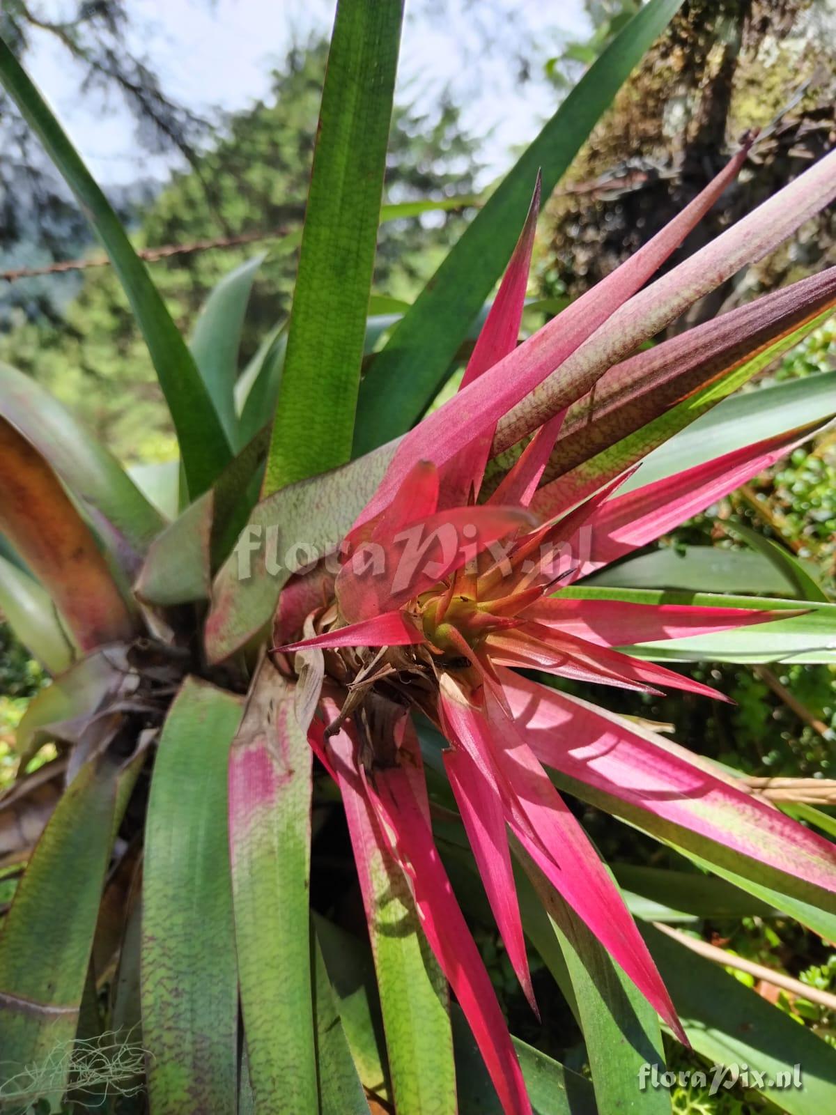 Werauhia leucophylla