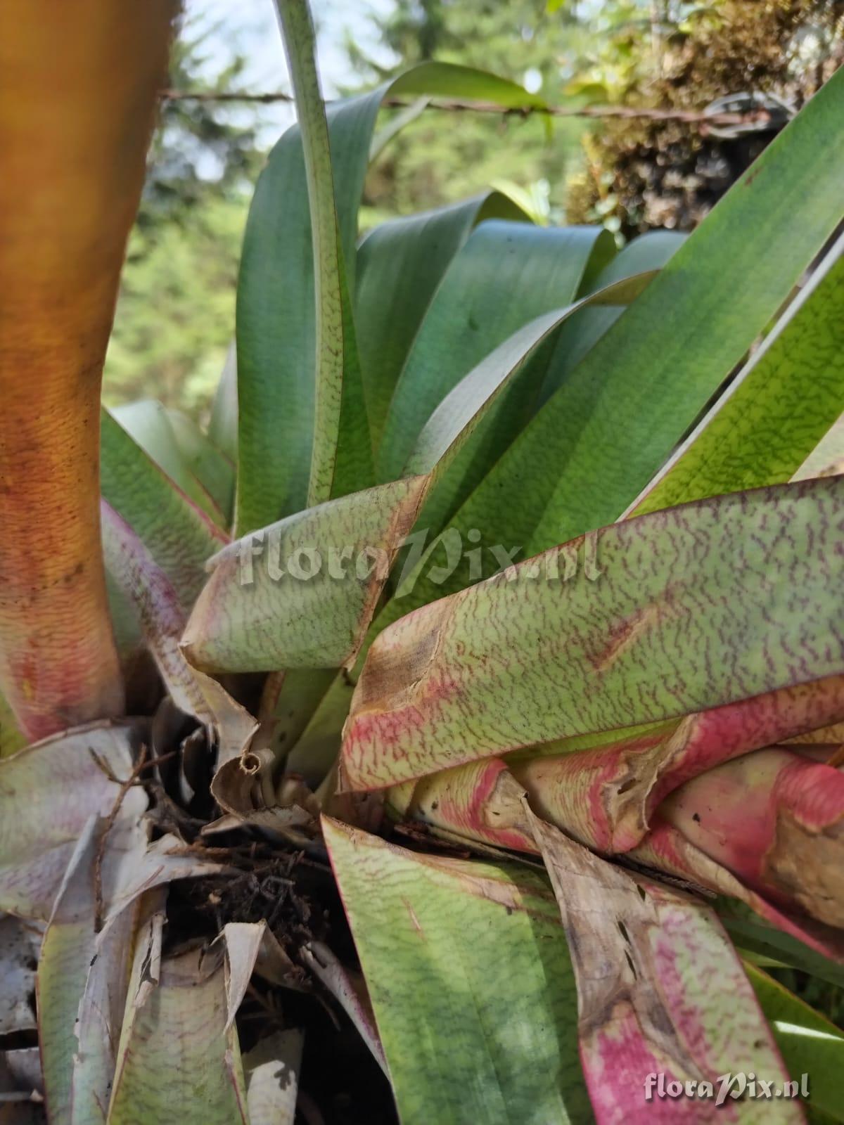 Werauhia leucophylla