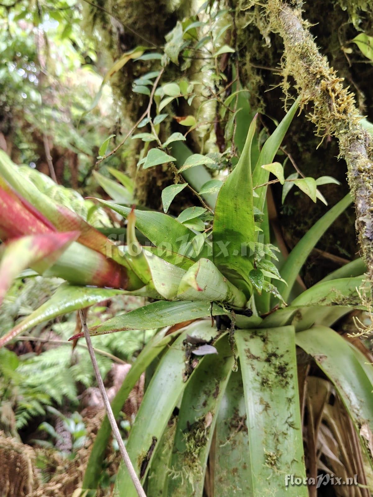 Werauhia viridis