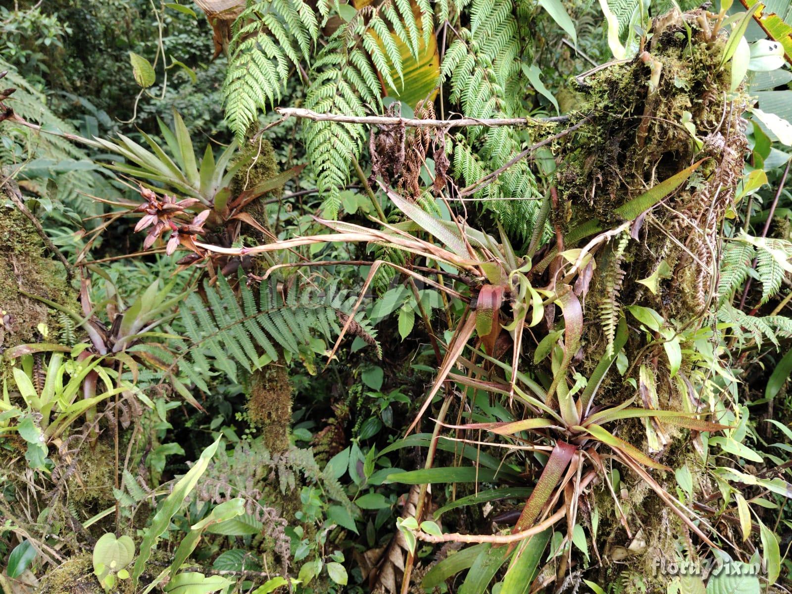 Werauhia stenophylla