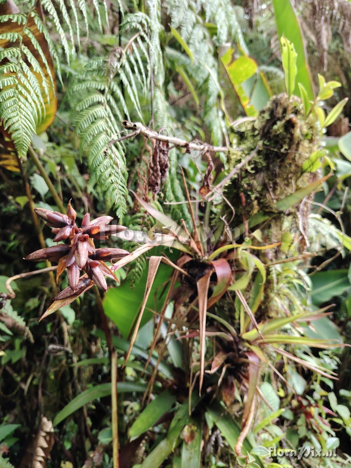 Werauhia stenophylla