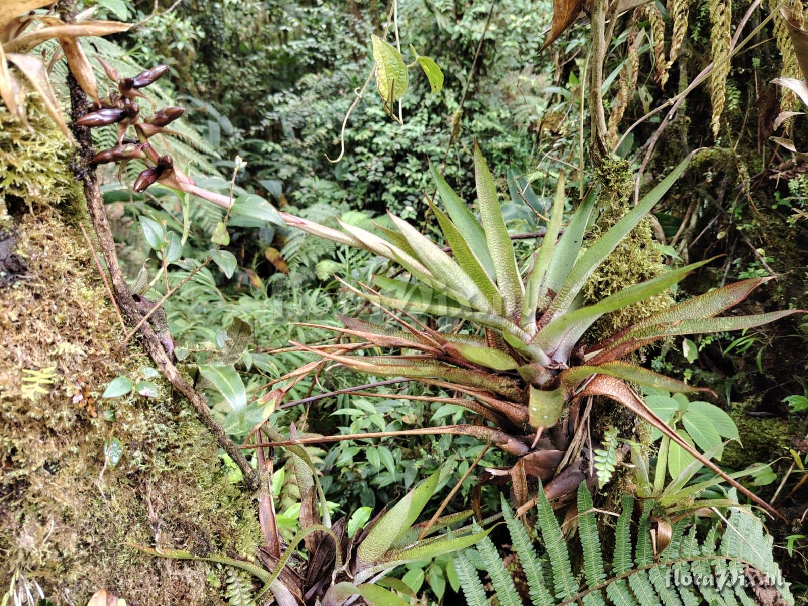 Werauhia stenophylla