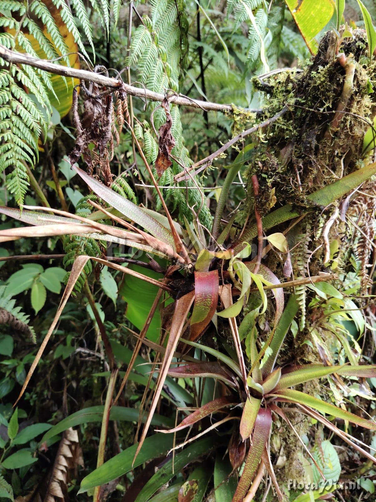 Werauhia stenophylla