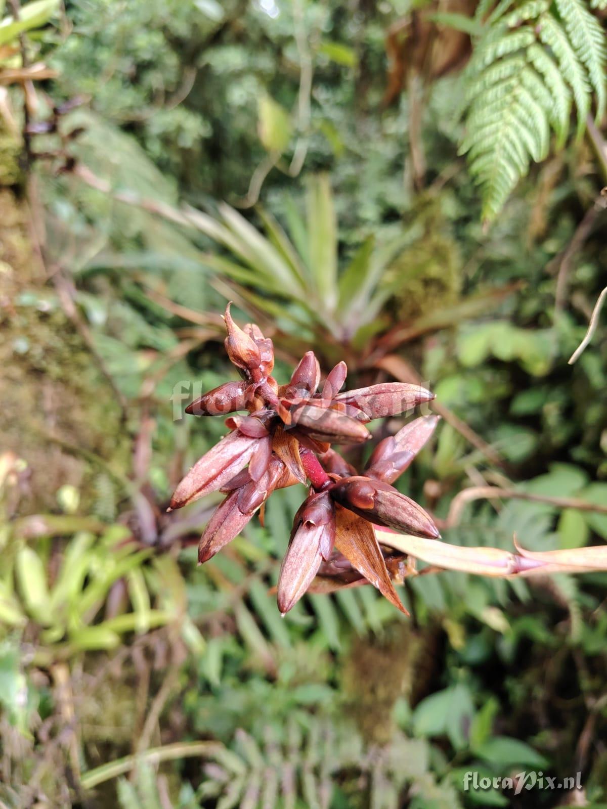 Werauhia stenophylla