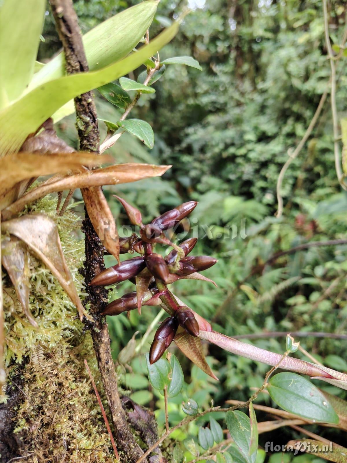Werauhia stenophylla