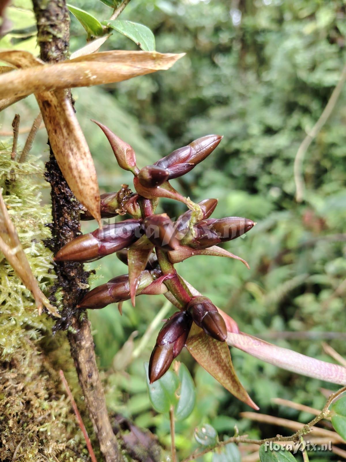 Werauhia stenophylla