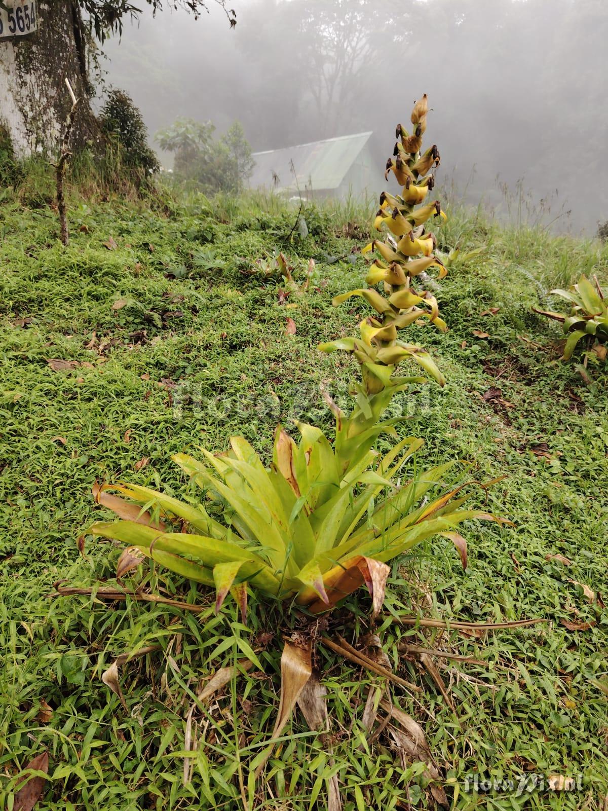 Werauhia lymansmithii