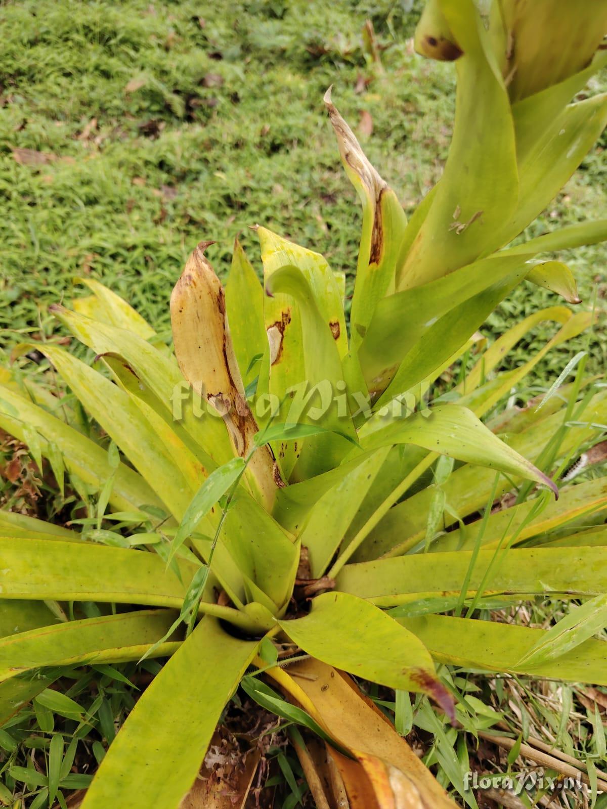 Werauhia lymansmithii