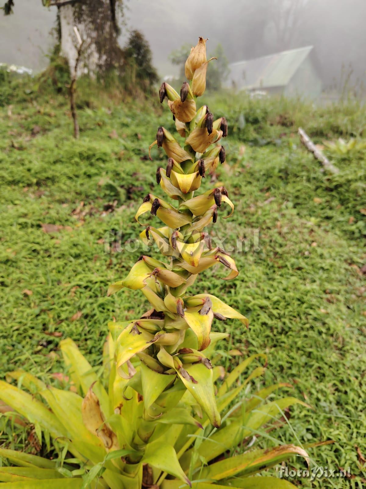 Werauhia lymansmithii
