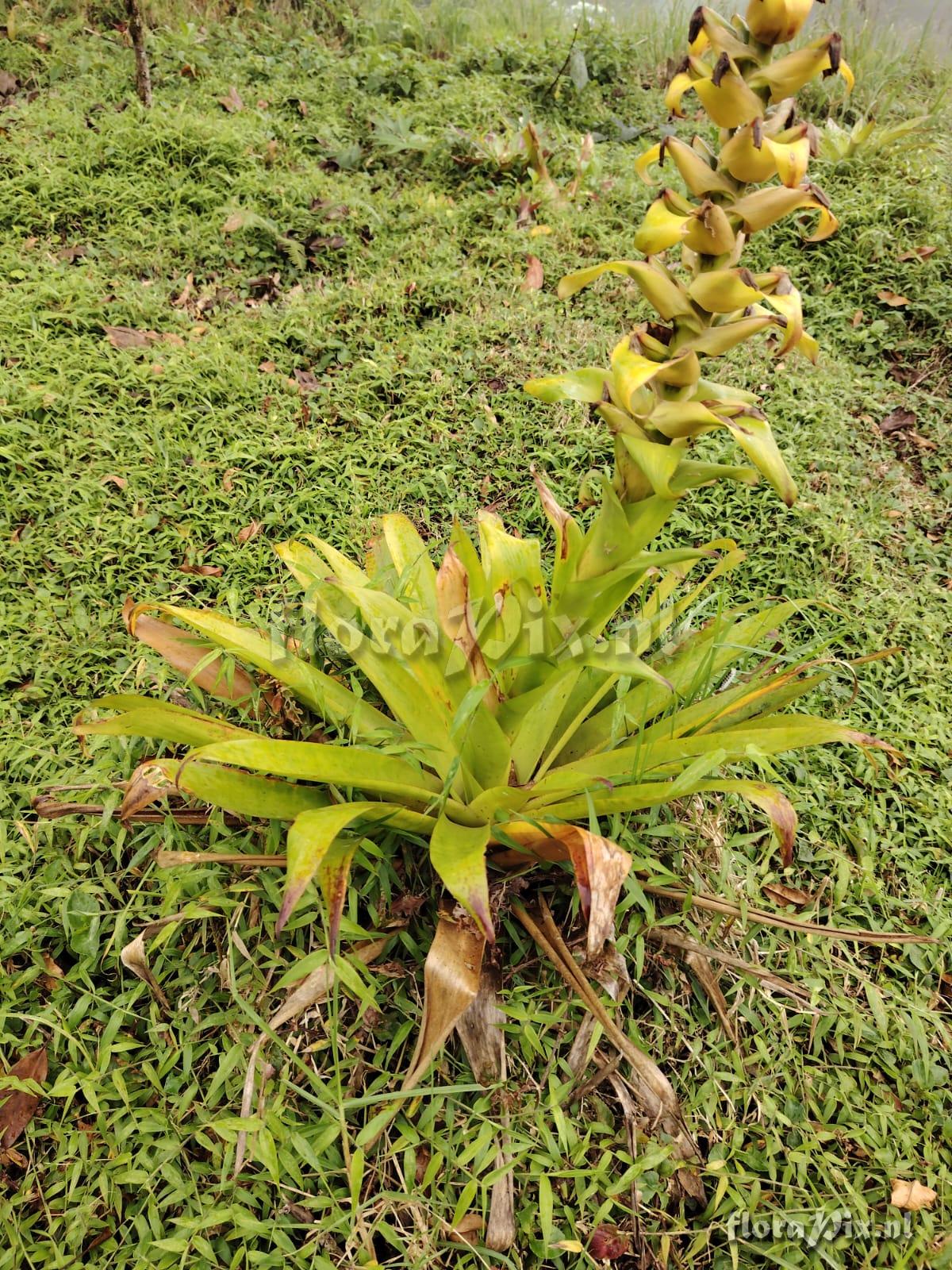 Werauhia lymansmithii