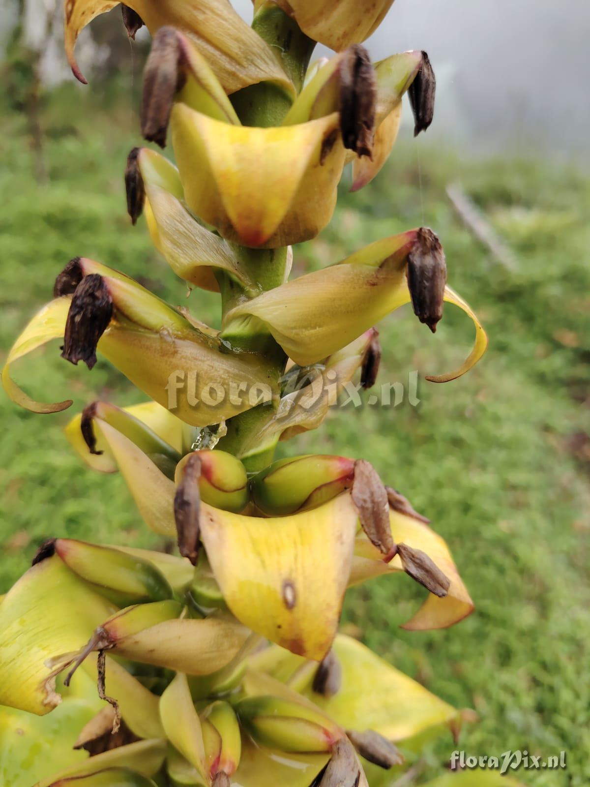 Werauhia lymansmithii