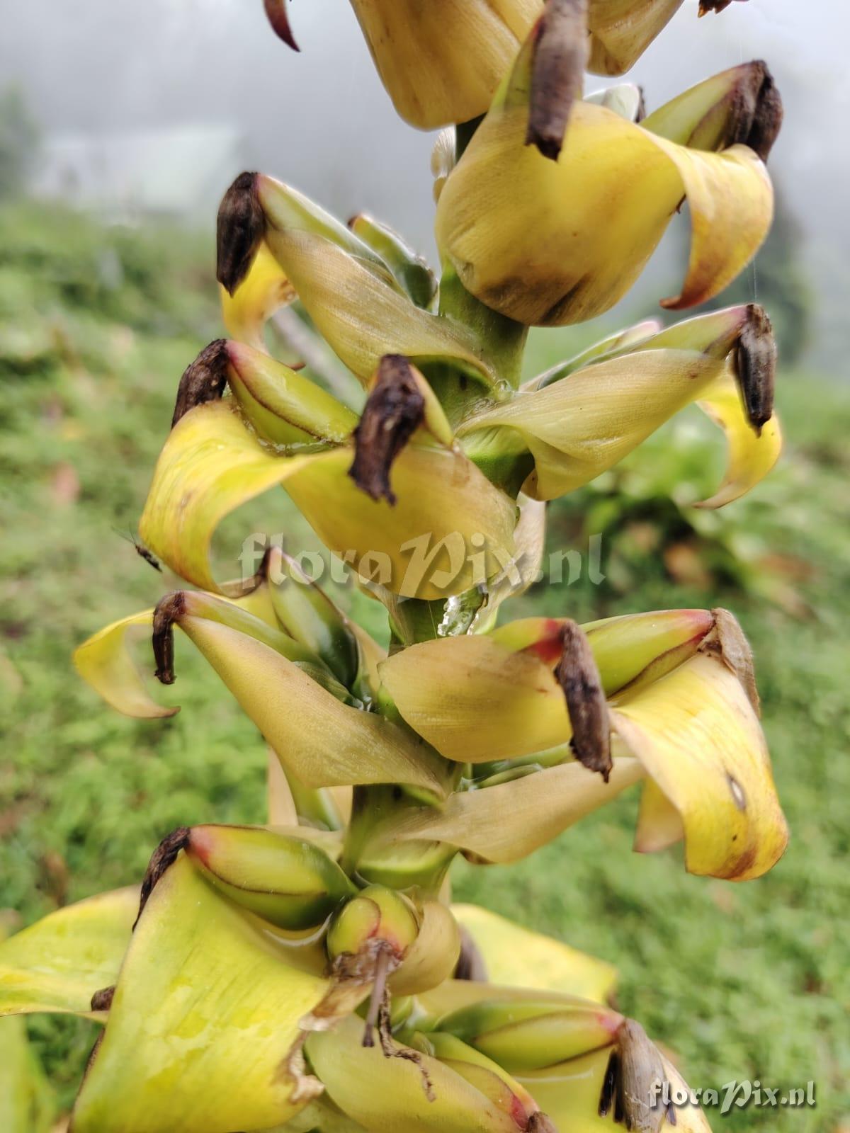 Werauhia lymansmithii