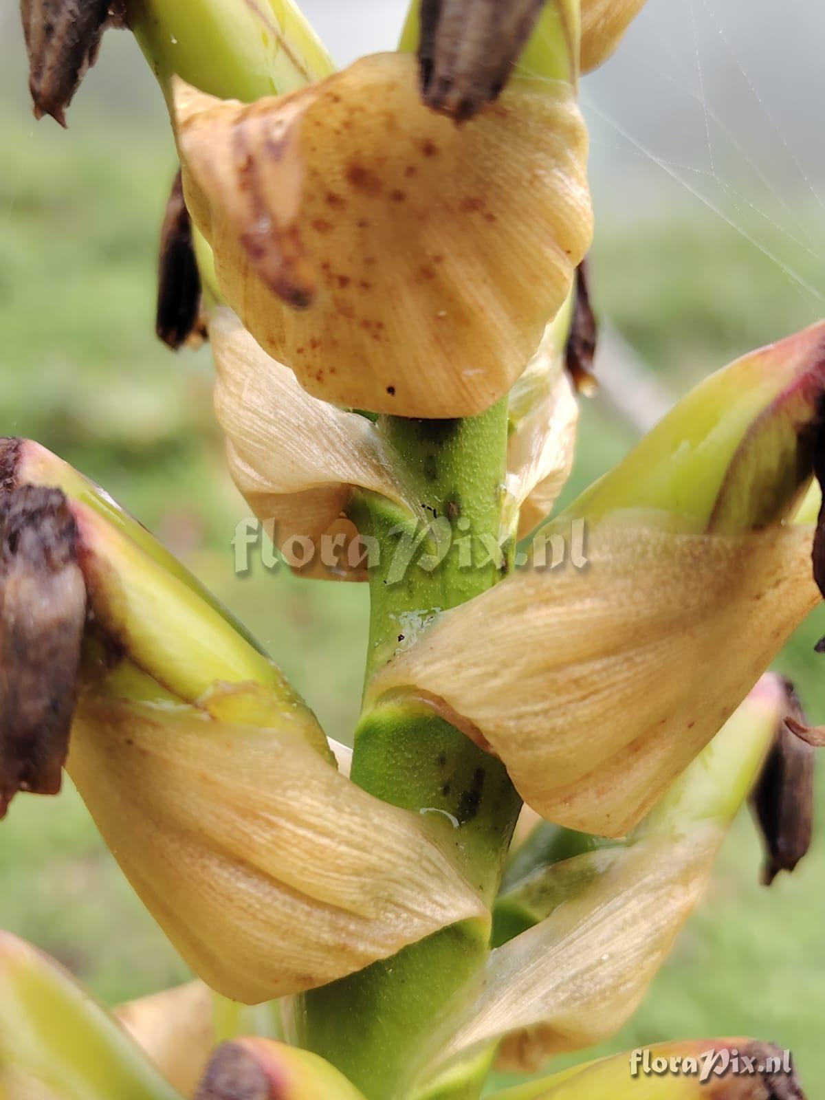 Werauhia lymansmithii