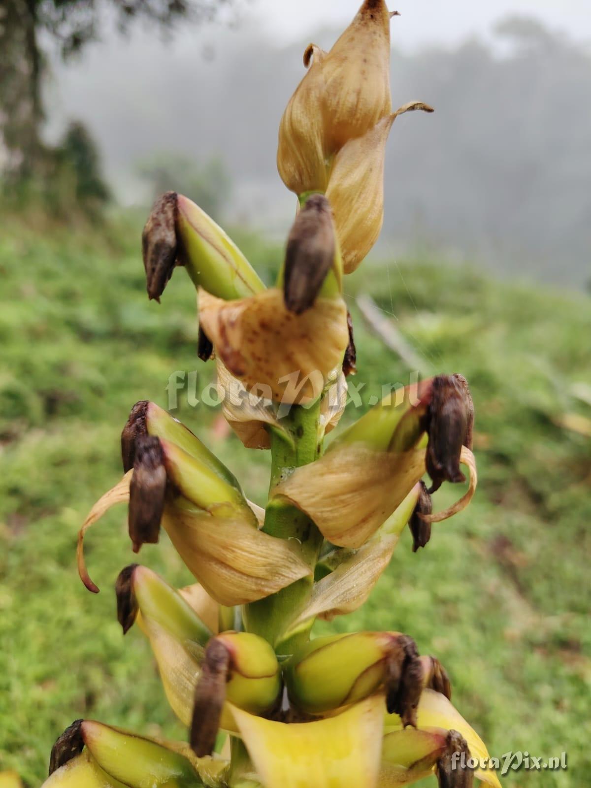 Werauhia lymansmithii
