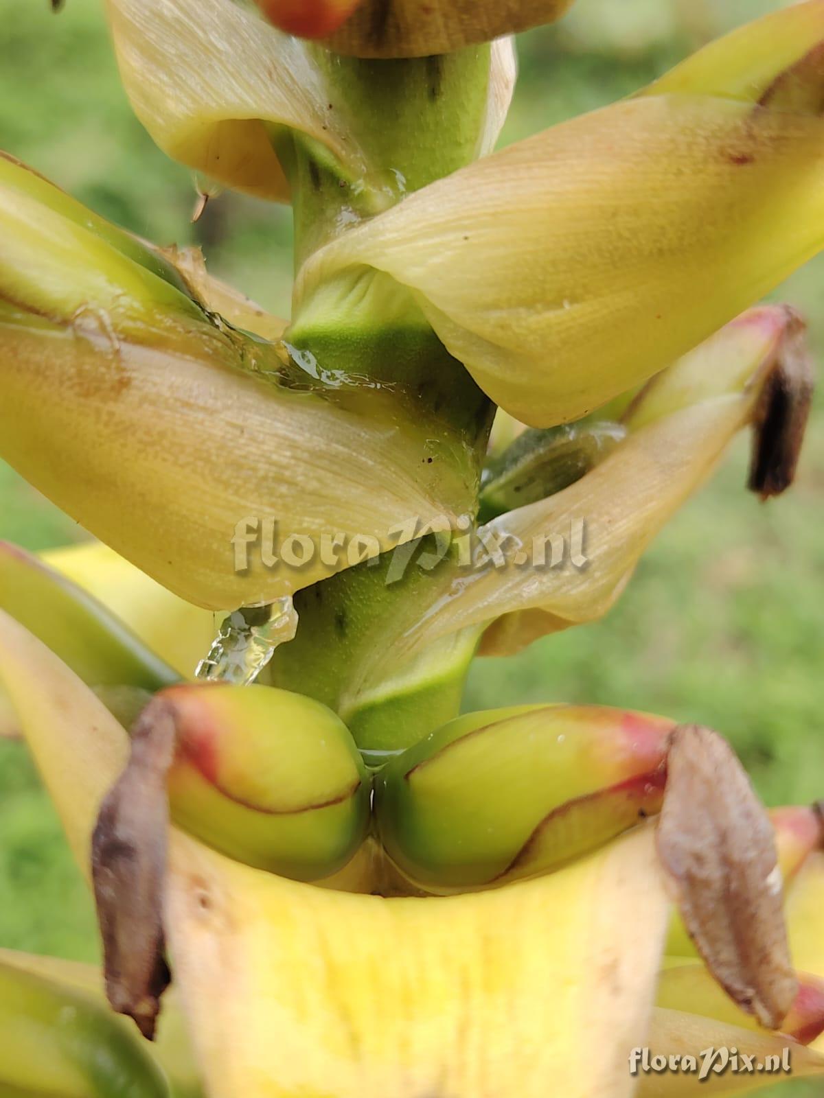 Werauhia lymansmithii