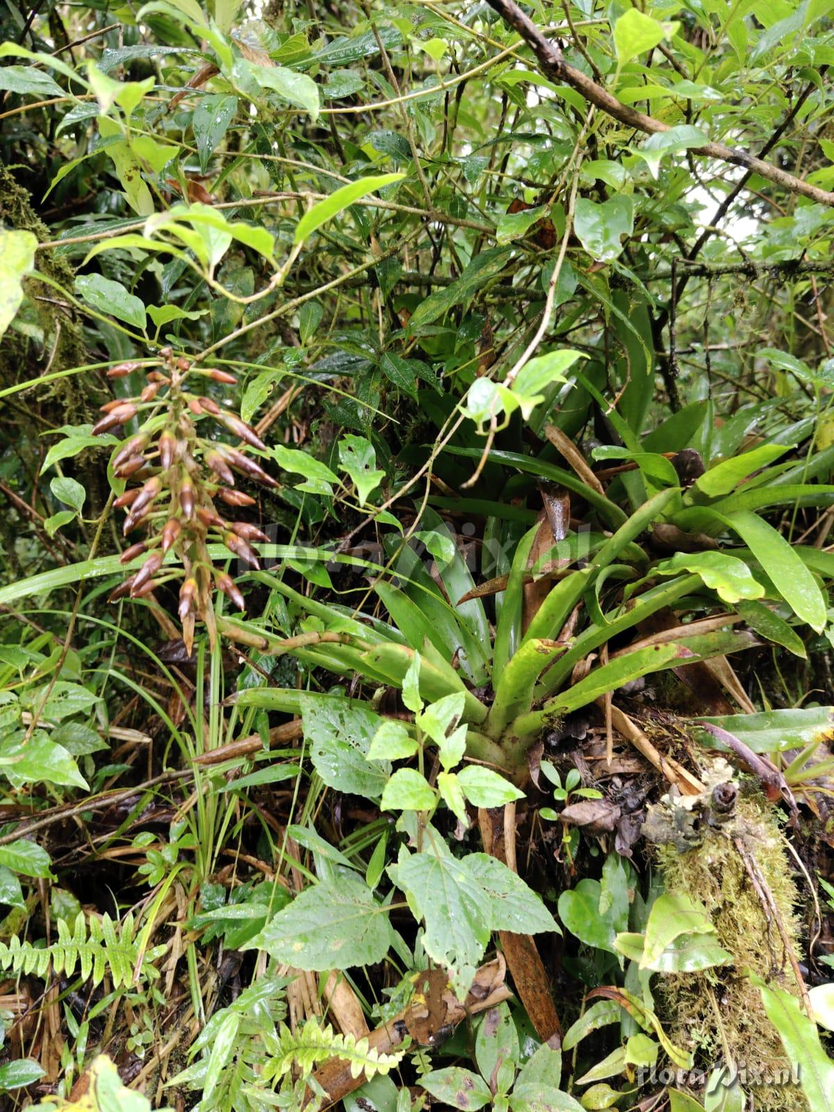 Werauhia pedicellata