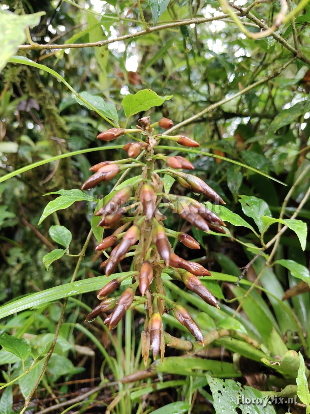 Werauhia pedicellata