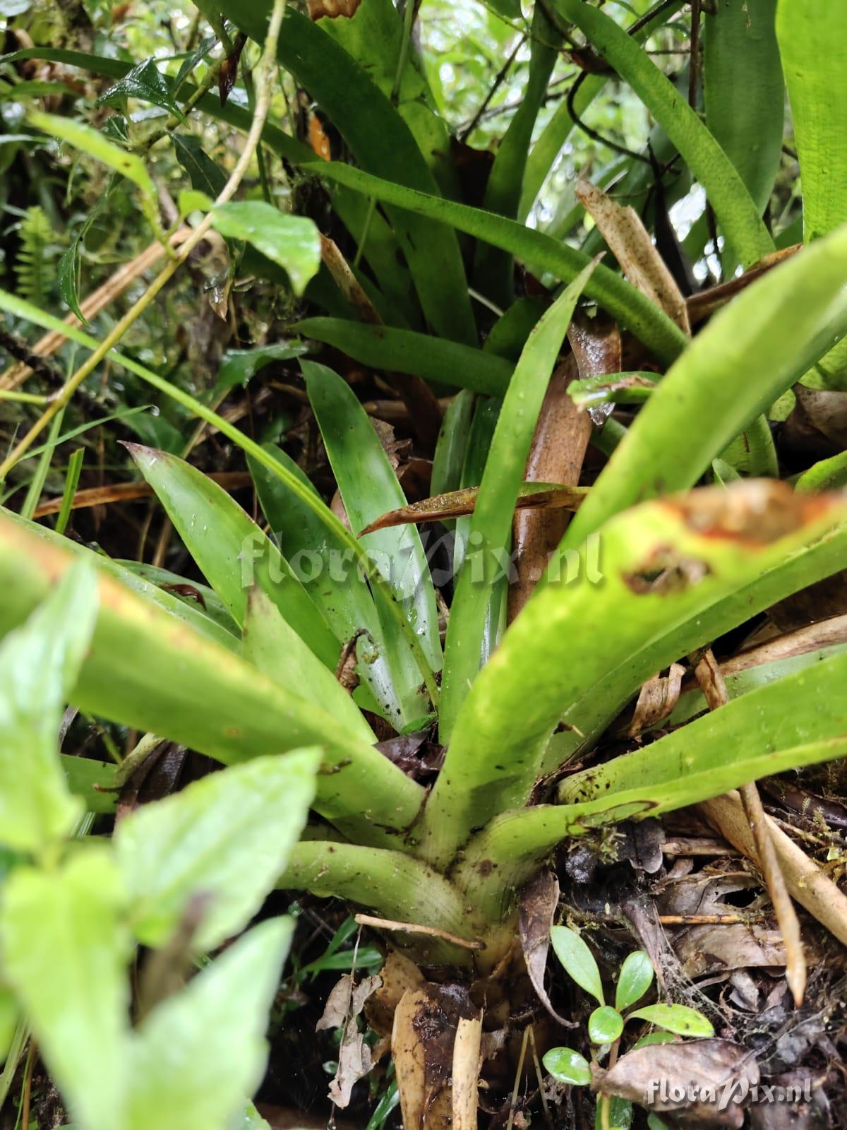 Werauhia pedicellata