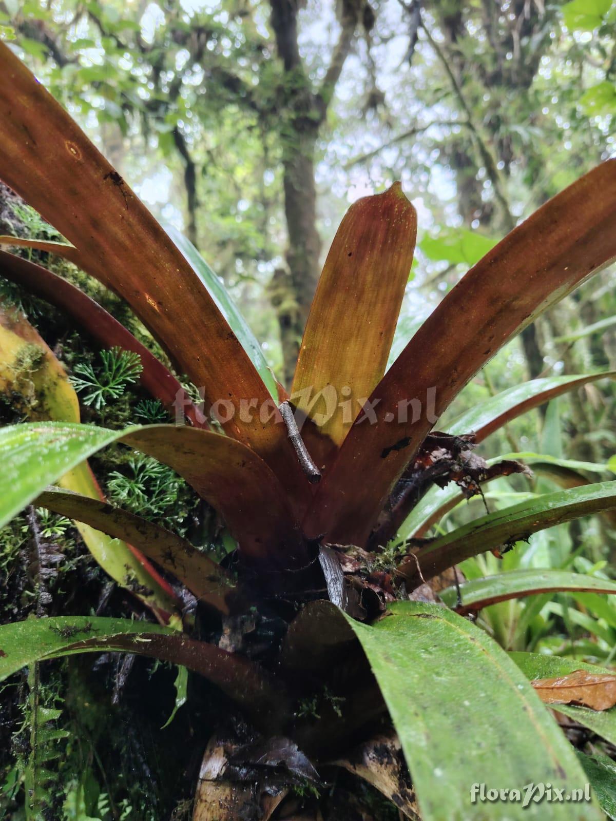 Werauhia oenophylla