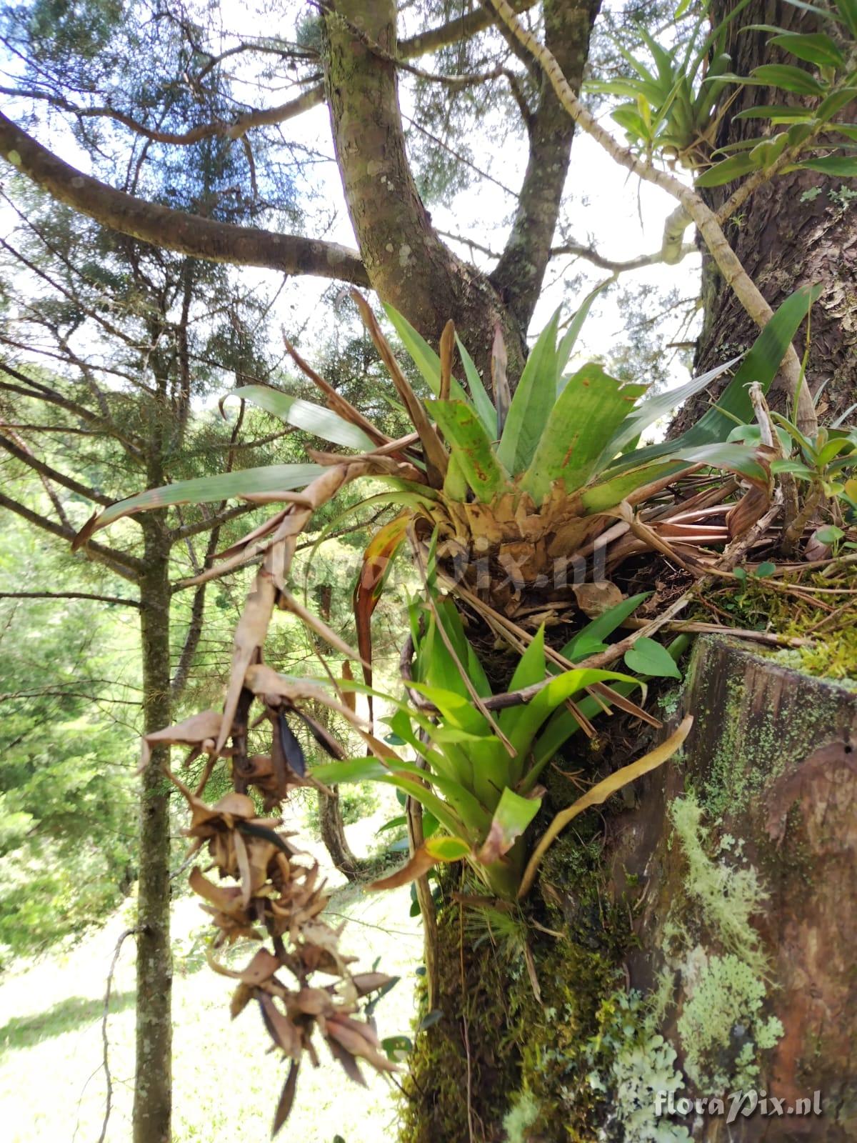 Werauhia uxoris