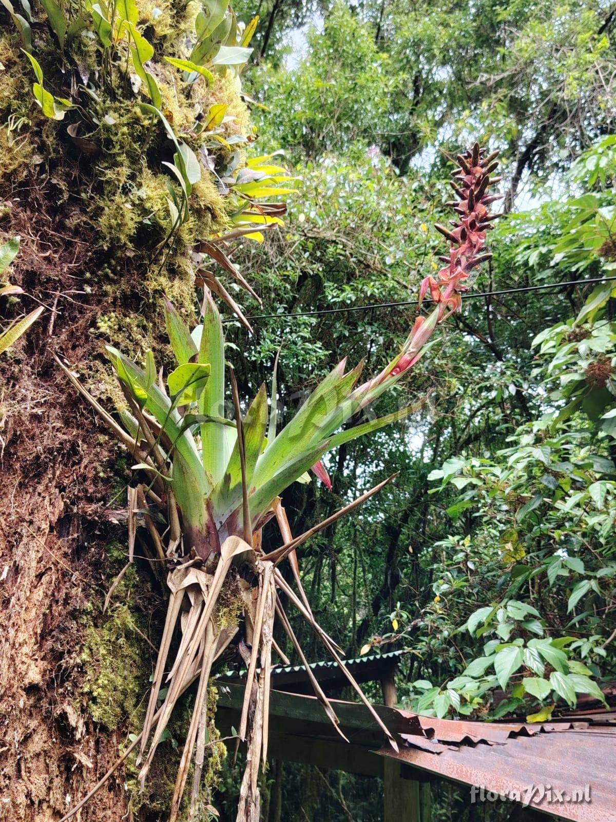 Werauhia viridis