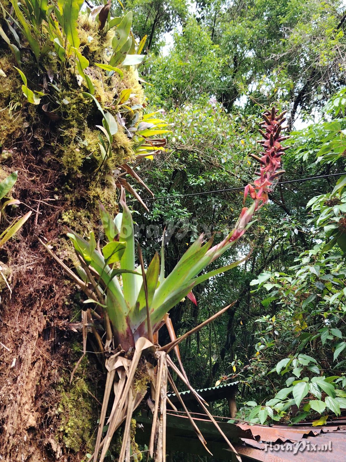Werauhia viridis