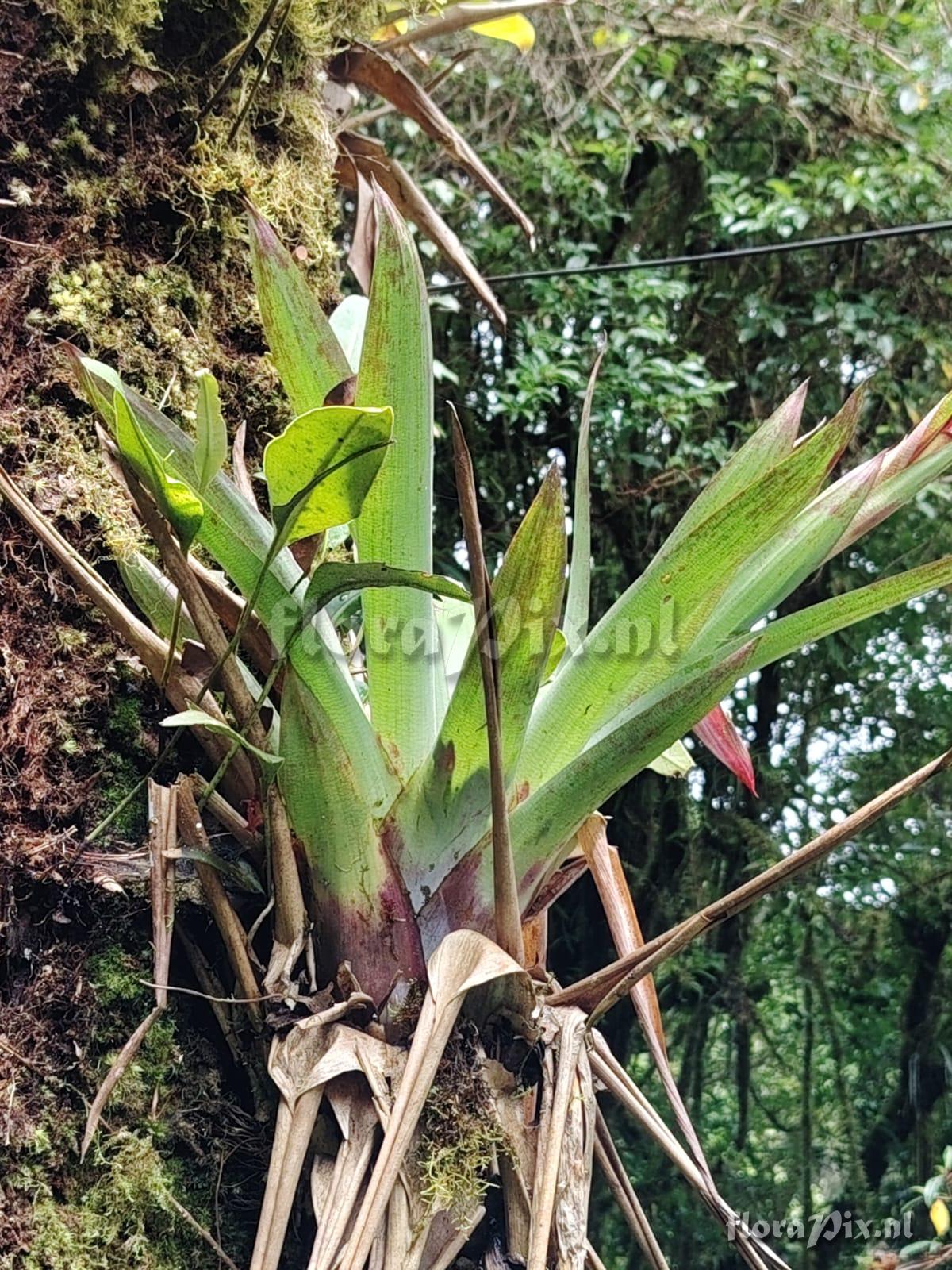 Werauhia viridis