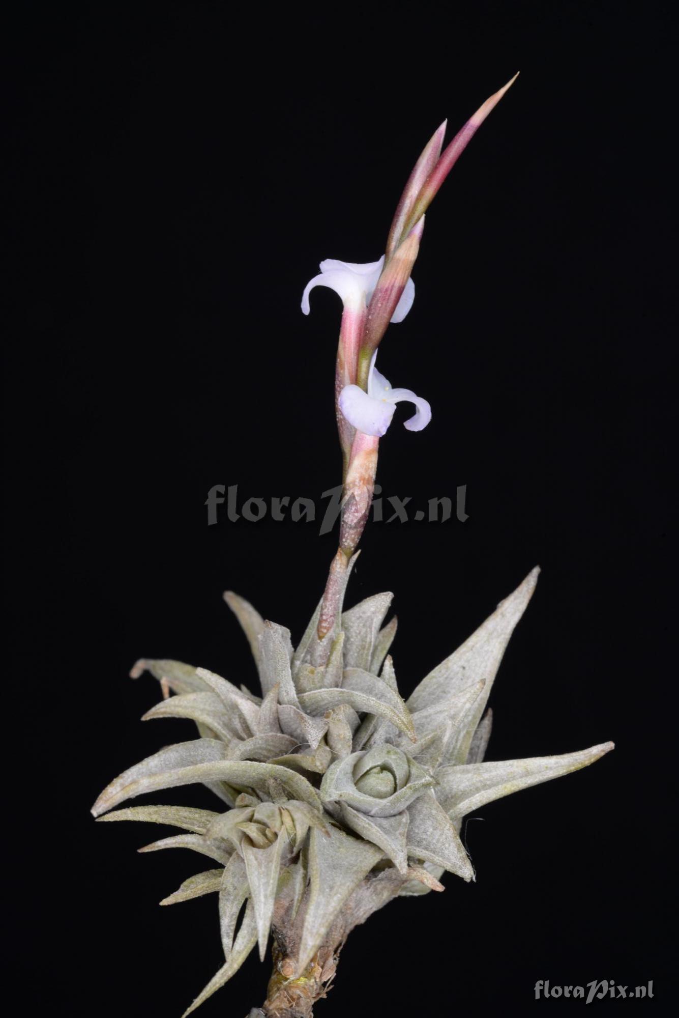 Tillandsia peiranoi