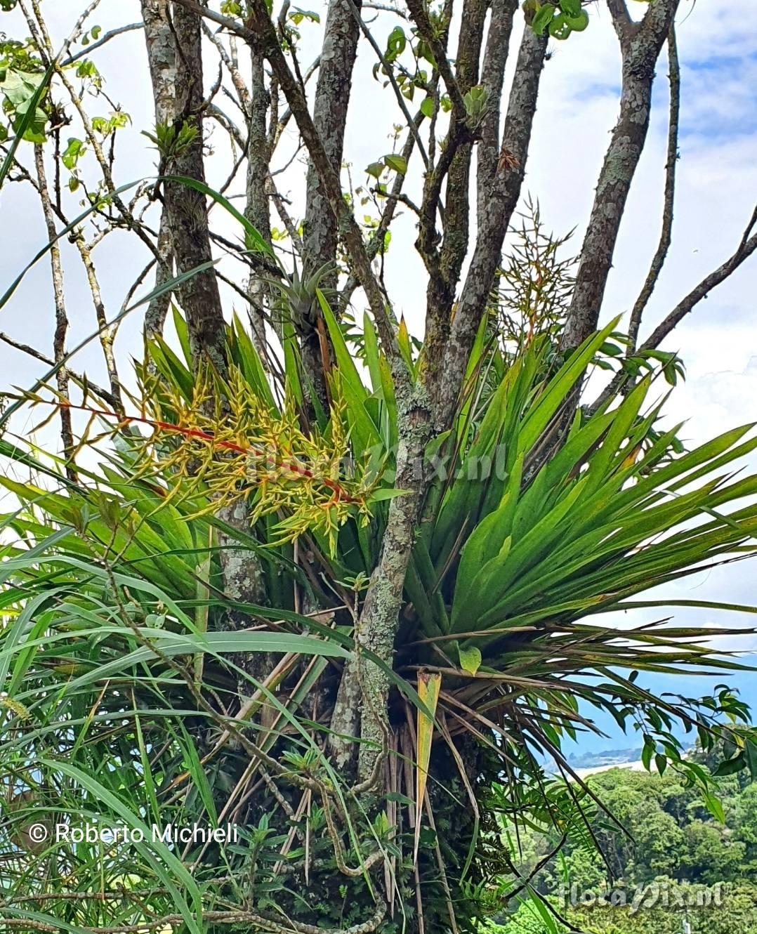 Guzmania condensata