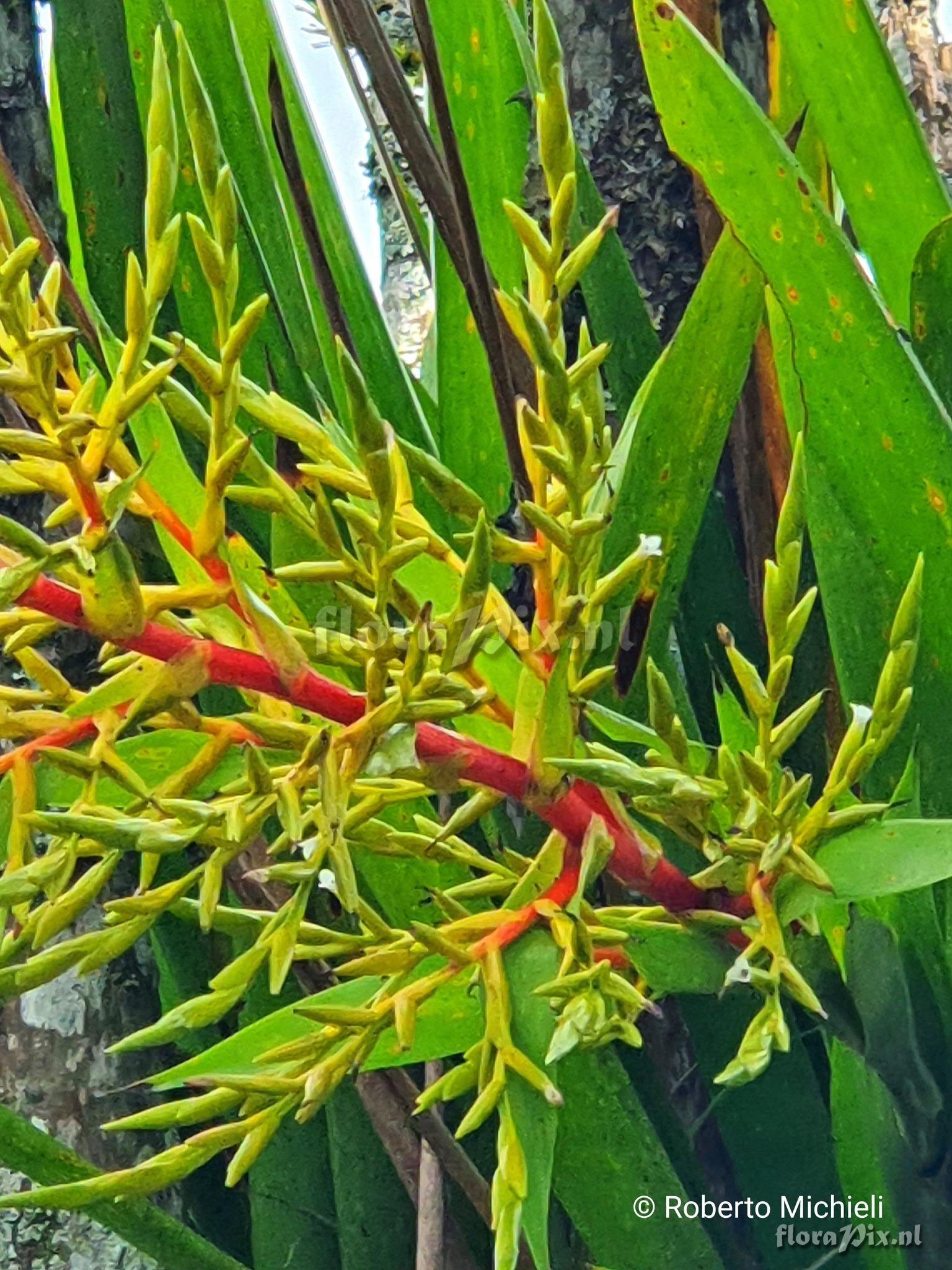 Guzmania condensata