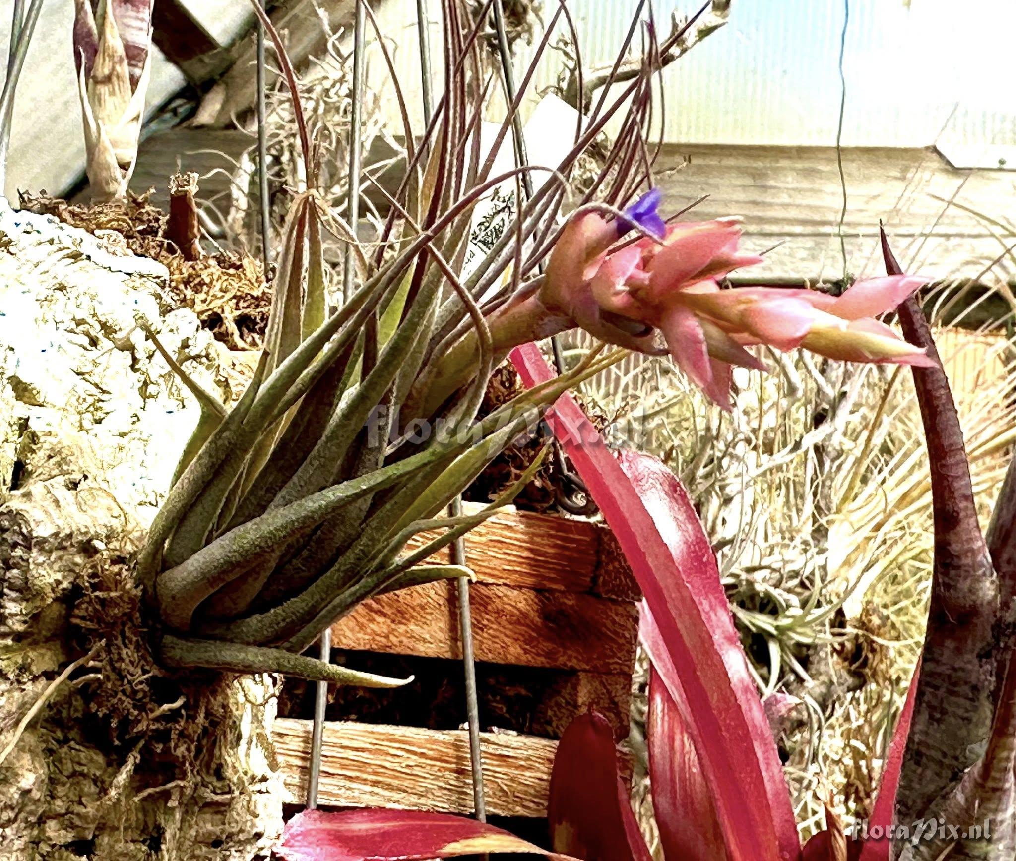 Tillandsia stricta subsp. piniformis